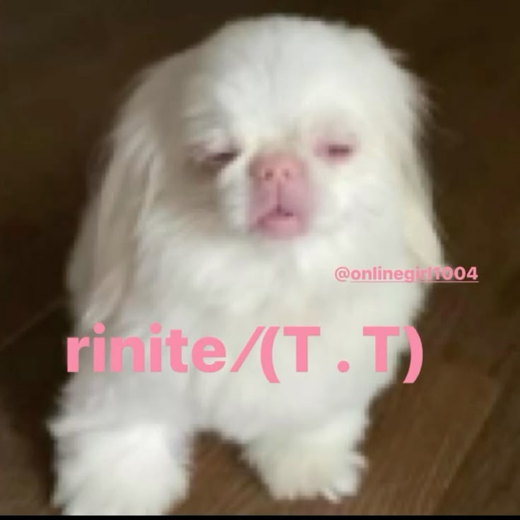 odeiootaco's tweet photo. RAPIDO RAPIDO

RT SE VC TEM RINITE https://t.co/q4VAiOYf3M