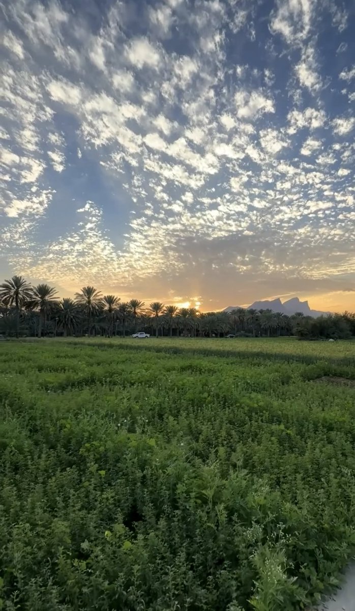 ريهام ناصر tweet media
