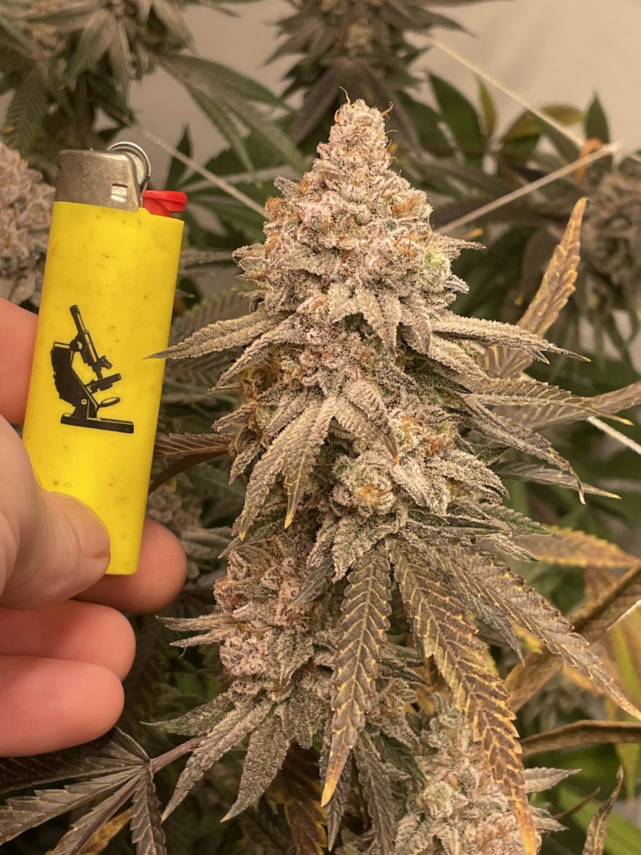Bodie_Uncut's tweet photo. ๐ฟ DAY 17 of the 24/7 GROW-ATHON โ MASSIVE THANKS! ๐
Yโall are LEGENDS for the unreal support on & off stream! ๐ The plants are thrivinโ, and your vibes keep this grow-athon DANK. Stay tuned for more HASH & Q&As!
๐ https://t.co/fjKOYve3zz
#CannabisGrow #LiveGrow #HashLife https://t.co/yzaqzoil7w