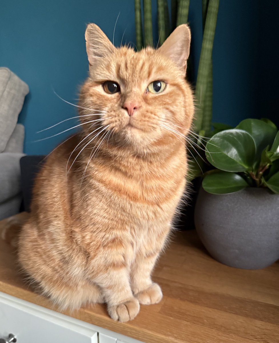 Woke my mum up extra early to remind her that there’s no work today. No need to thank me. 🐾🧡 #HelpfulTony