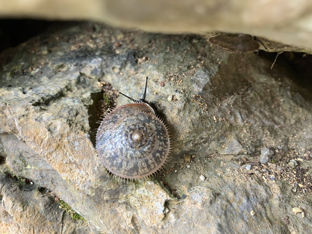 ようやく会えて嬉しい〜！！
シュリケマイマイ🐌