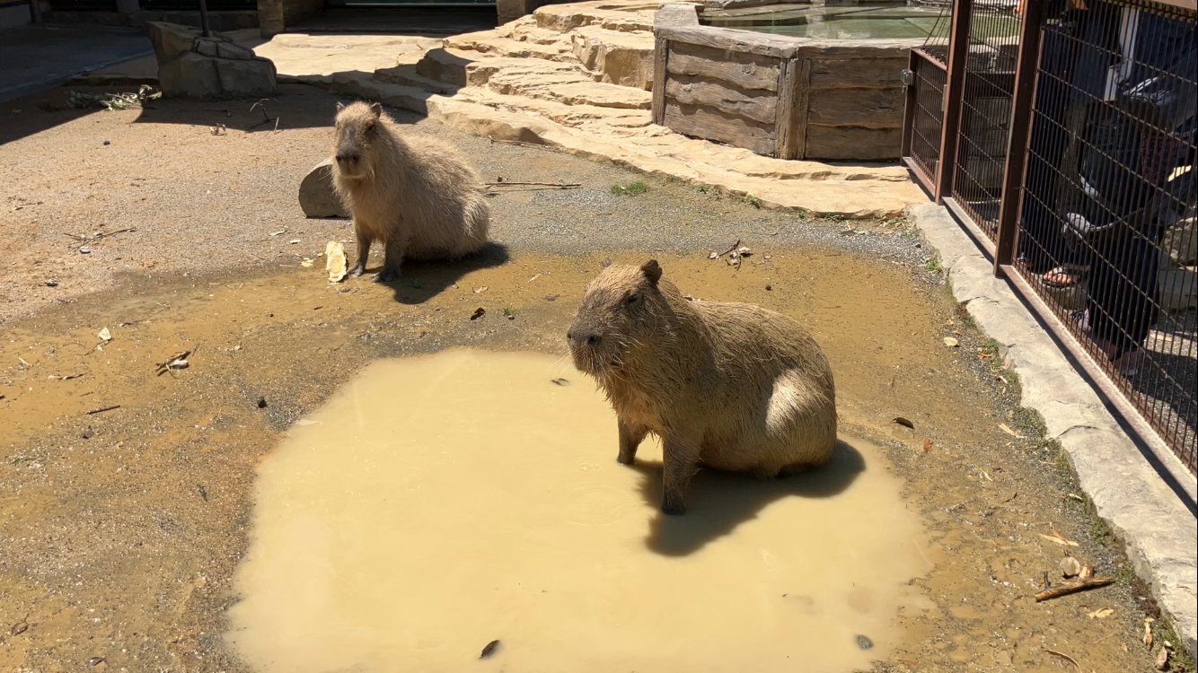 すぐったレディース福袋 静岡市立日本平動物園 on X:  文学・小説