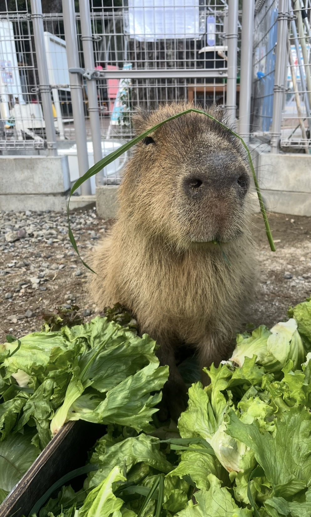 原宿かわいい動物園 | バタースコッチちゃん､それお水飲めてるの