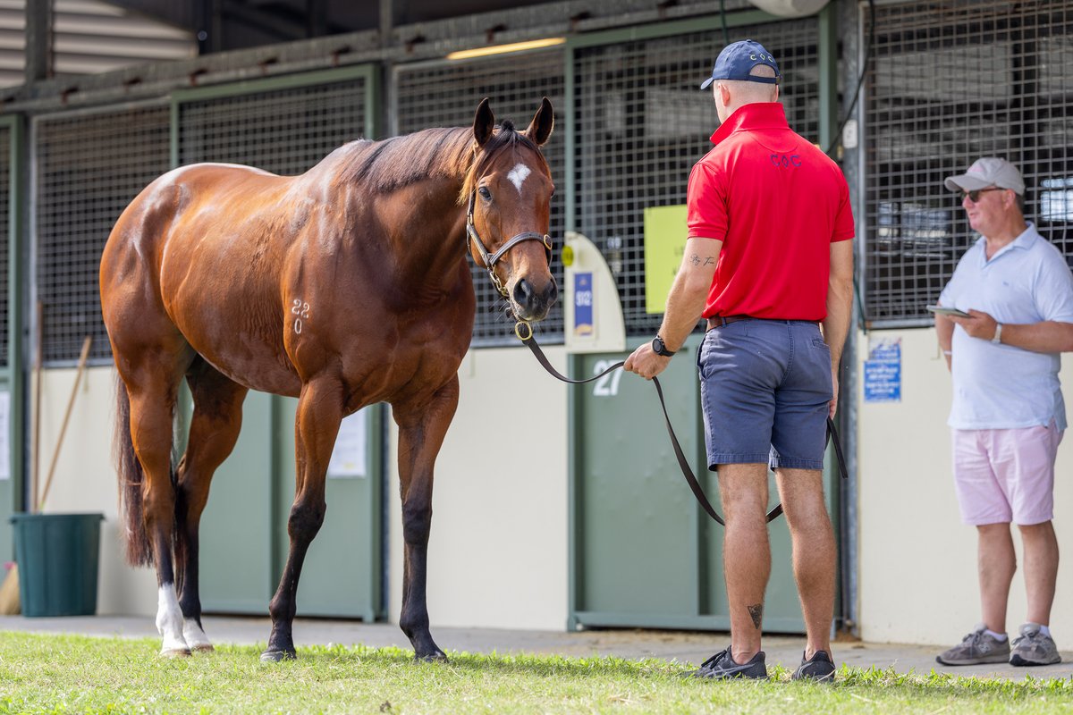 Magic Millions (@mmsnippets) on Twitter photo Hello Skirt the Law!
The gorgeous Magic Millions 2YO Classic winning is parading in the <a href="/eurekastud/">Eureka Stud</a> draft for <a href="/Black_Soil_Bsk/">Black Soil Bloodstock</a> and goes under the hammer tomorrow afternoon.
#MMNational2025 Hello Skirt the Law!
The gorgeous Magic Millions 2YO Classic winning is parading in the <a href="/eurekastud/">Eureka Stud</a> draft for <a href="/Black_Soil_Bsk/">Black Soil Bloodstock</a> and goes under the hammer tomorrow afternoon.
#MMNational2025