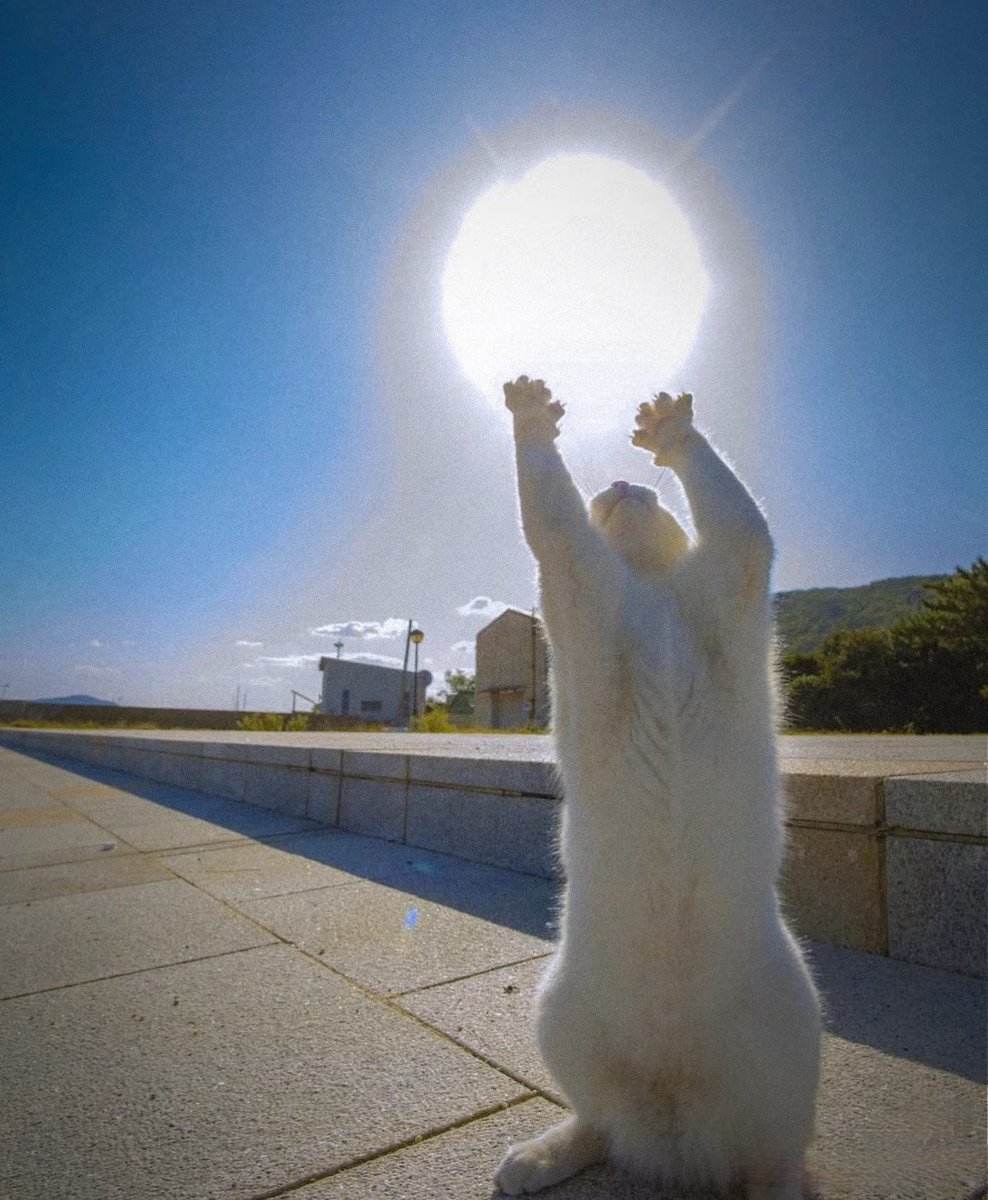 animalkyat's tweet image. タイミング完璧すぎて元気玉してるみたいになった猫見て