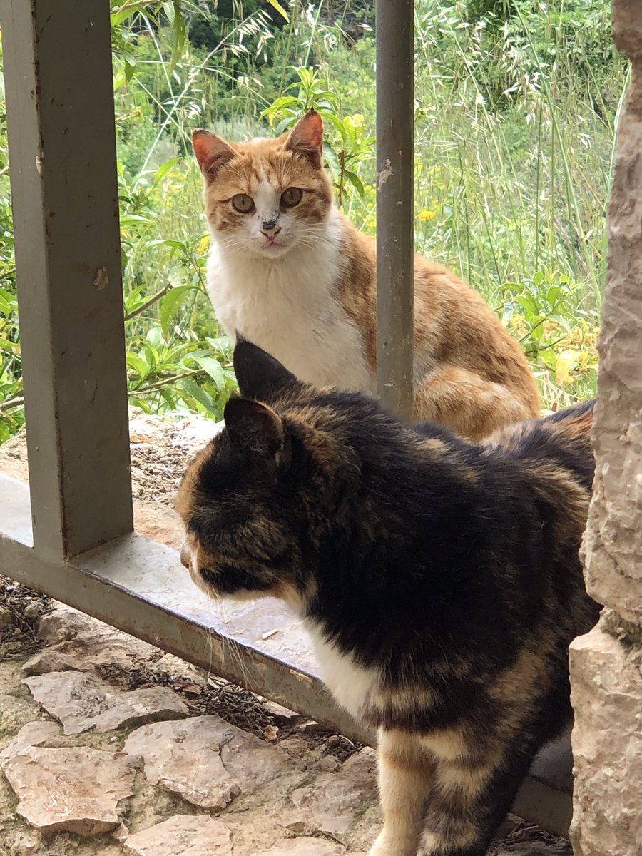 Lovely new week dear friends…🌼🍃☕️🐈🐈🧡🤍🤎
My Photo 📸

#GoodMorningEveryone 🌼 #CoffeeTime ☕️ #CatsLover 🐈 #HappyNewWeek ☀️ #BeKindAlways 💐 #PeaceAndLove 🕊️