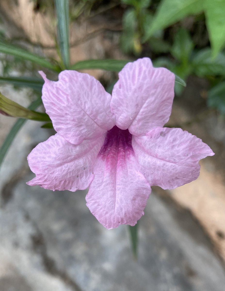 Razia (@raziasworld) on Twitter photo Why Pink reflects innocence. Is this only my feeling or do u also think so !
<a href="/DavidMariposa1/">David</a> <a href="/KalyaniMuktevi/">Kalyani Sharma</a> <a href="/FarhaSyeda1/">Syeda Farha</a> <a href="/kbiqbal777/">k.b.iqbal</a> <a href="/Kri_Te_Acharya/">బొట్టు శీను</a> <a href="/BrainnPower/">🦚My Green Zone🦚</a> Why Pink reflects innocence. Is this only my feeling or do u also think so !
<a href="/DavidMariposa1/">David</a> <a href="/KalyaniMuktevi/">Kalyani Sharma</a> <a href="/FarhaSyeda1/">Syeda Farha</a> <a href="/kbiqbal777/">k.b.iqbal</a> <a href="/Kri_Te_Acharya/">బొట్టు శీను</a> <a href="/BrainnPower/">🦚My Green Zone🦚</a>