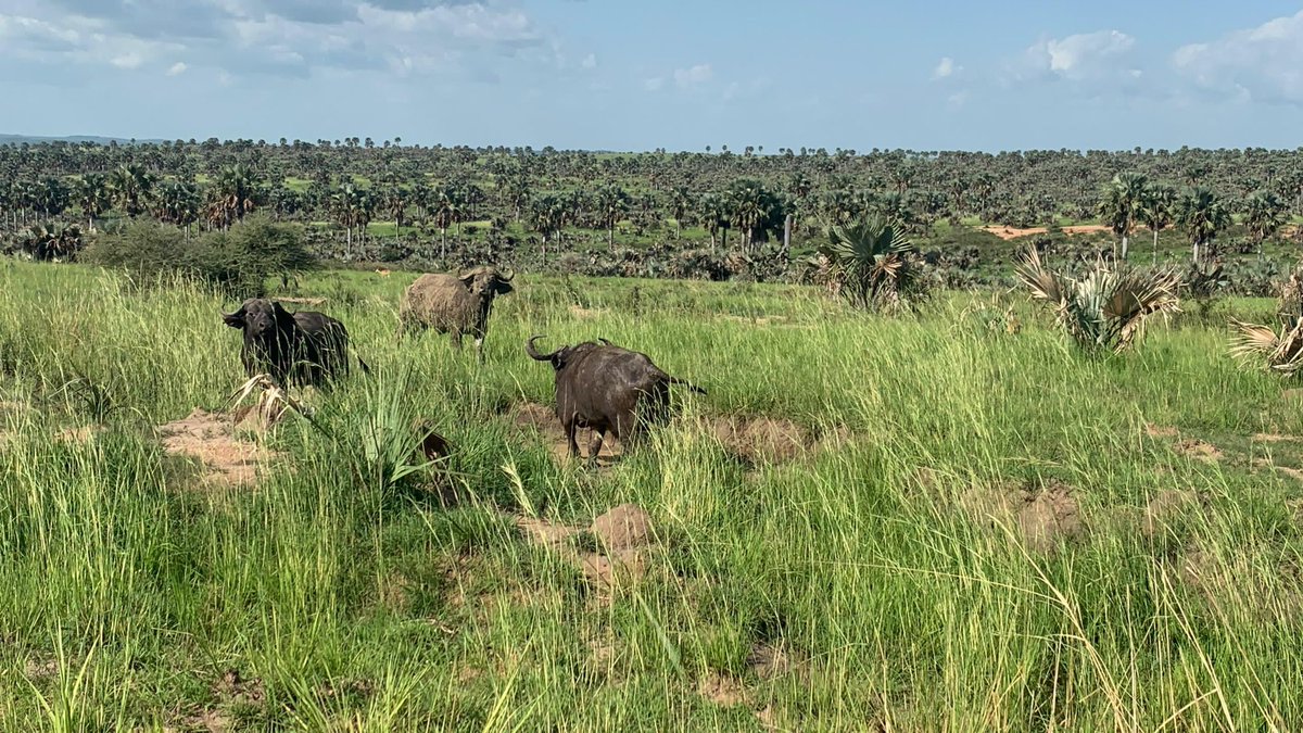 curious_tours1's tweet photo. Unveil secrets of the wild with us💚.

TAKE ON A WILDLIFE ADVENTURE WITH US!
BOOK AN EXPERIENCE TODAY👇
https://t.co/gbq7h1UQ7O

☎️ 0200931019

#ugandawildlifesafaris #wild #wildanimals #gamepark #wildlife #safari #adventure #explore #trip #wanderlust #discover #nature #naturelovers