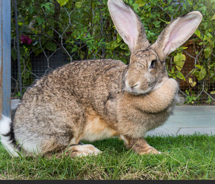 LeandreBaka2's tweet photo. Every rabbit is a seed.
Feed it. Track it.
Reinvest the harvest.
Sustainable farming starts with vision, grows with action.
#AgriHopper #FarmWithPurpose #SustainableProfit https://t.co/EbVeydGYRq