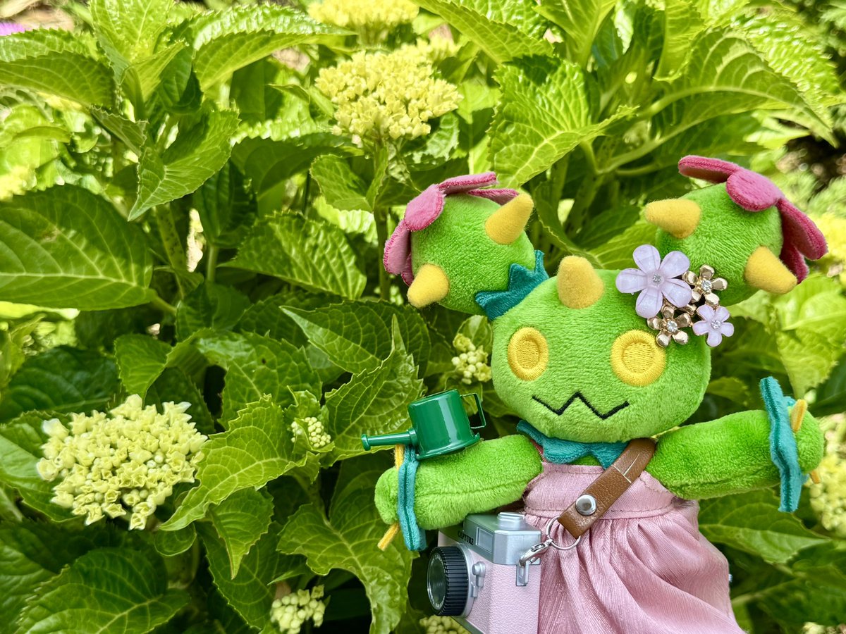 マラ力ッチのいる生活 tweet media