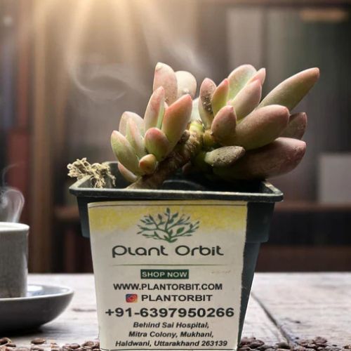 PLANT ORBIT tweet media