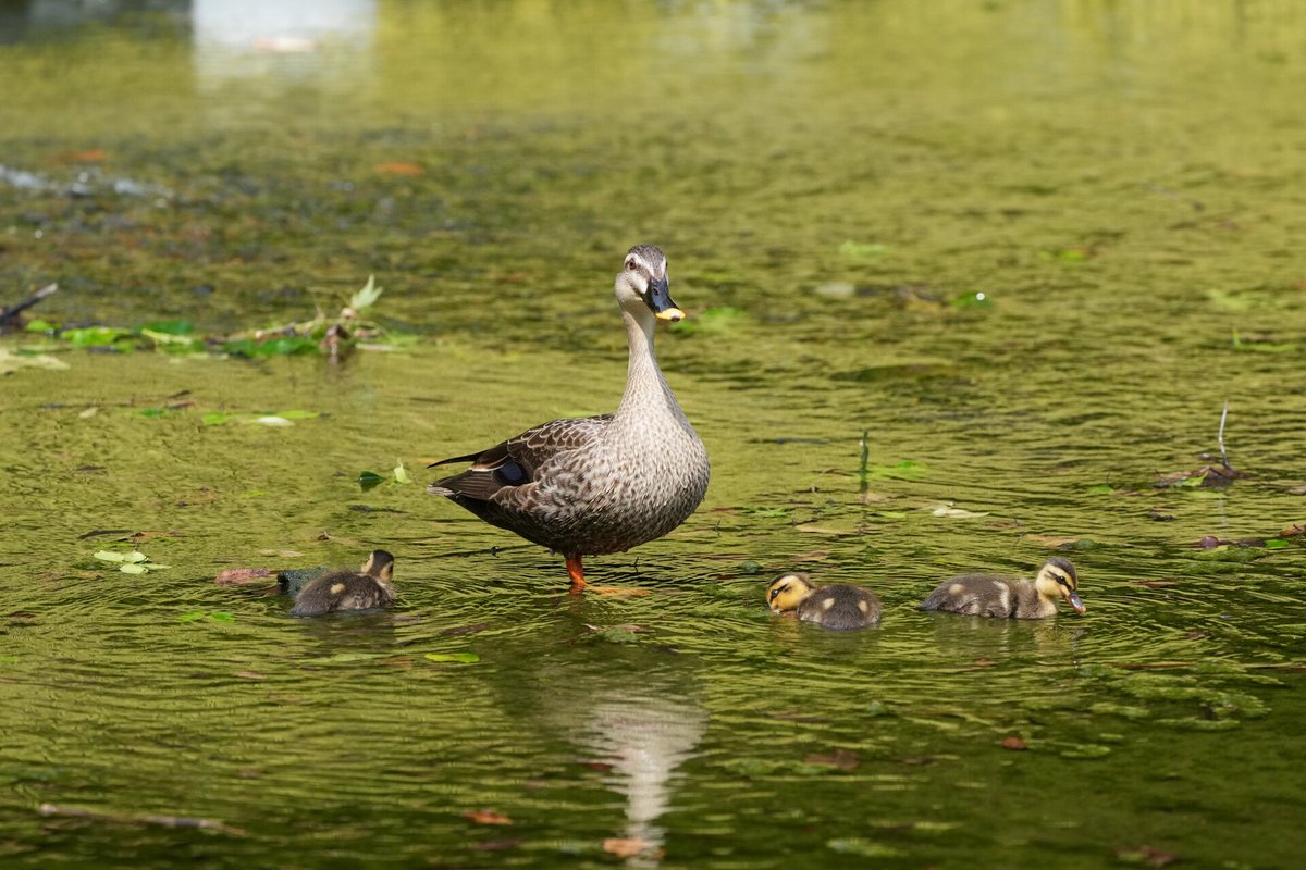 優しく見守ります！
🦆🐤🐤🐤