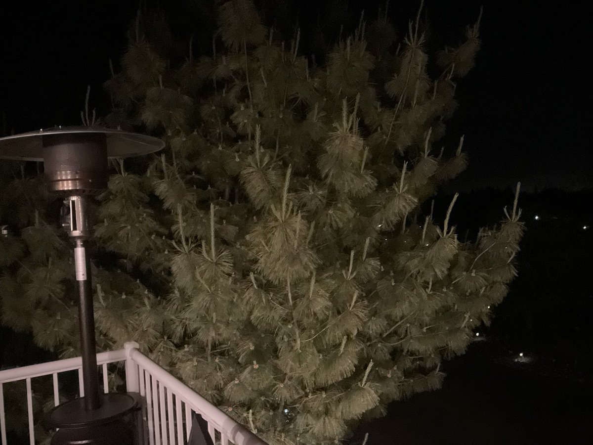 Every once in a while, I get flipped off while driving. Like I are. I’m come home every day to this tree.