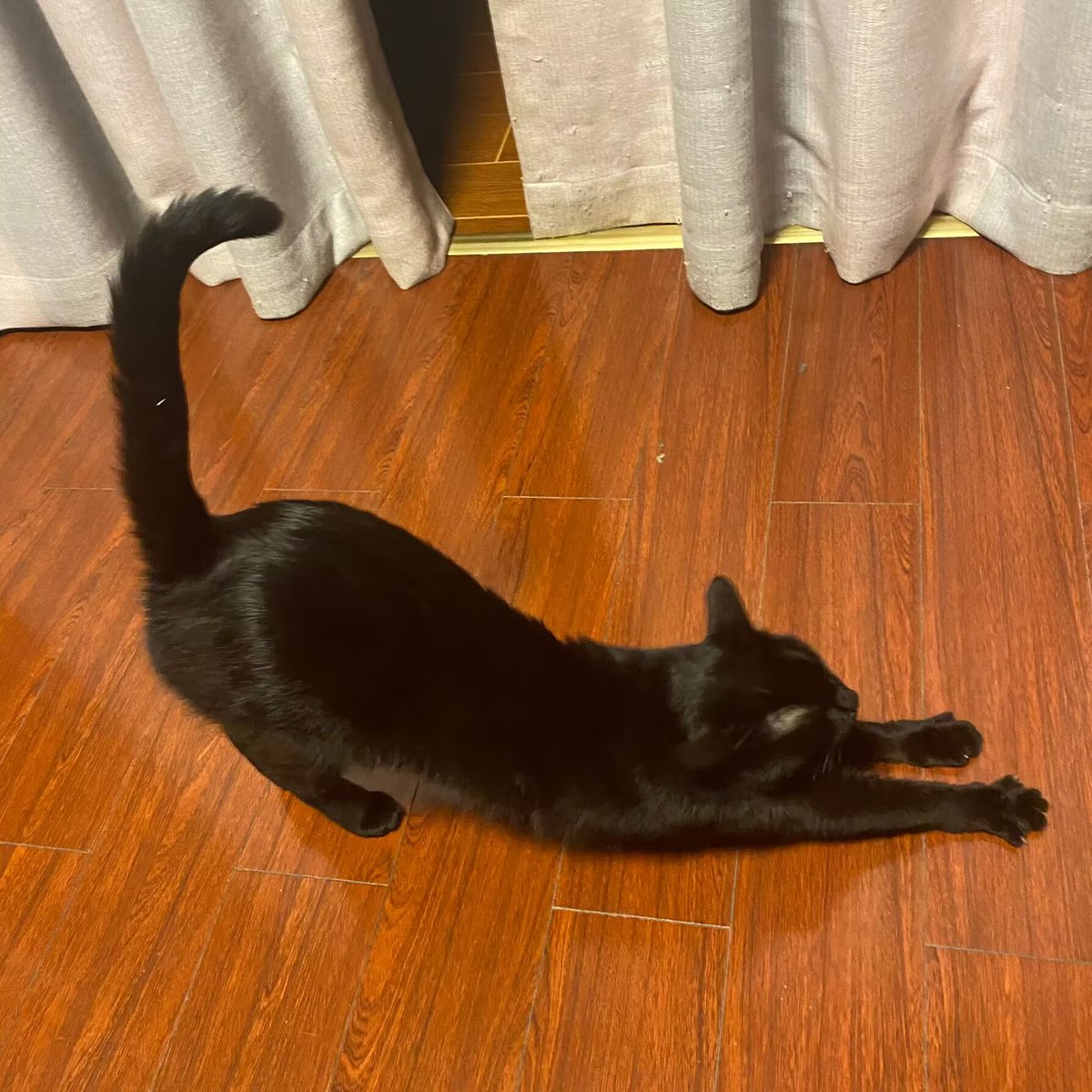 说是猫砂盆视角(笑
朋友看完给我发了p2的小猫照片吸