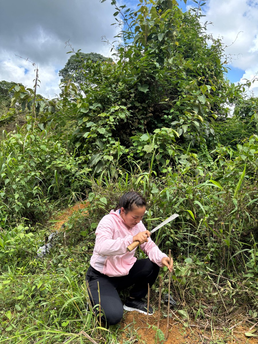 nssofodaizawl's tweet photo. PLantation drive of RO Aizawl on 23.05.2025 https://t.co/ksPkV0CmPu