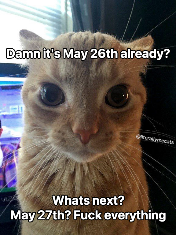 LiterallyMeCats (@literallymecats) on Twitter photo 