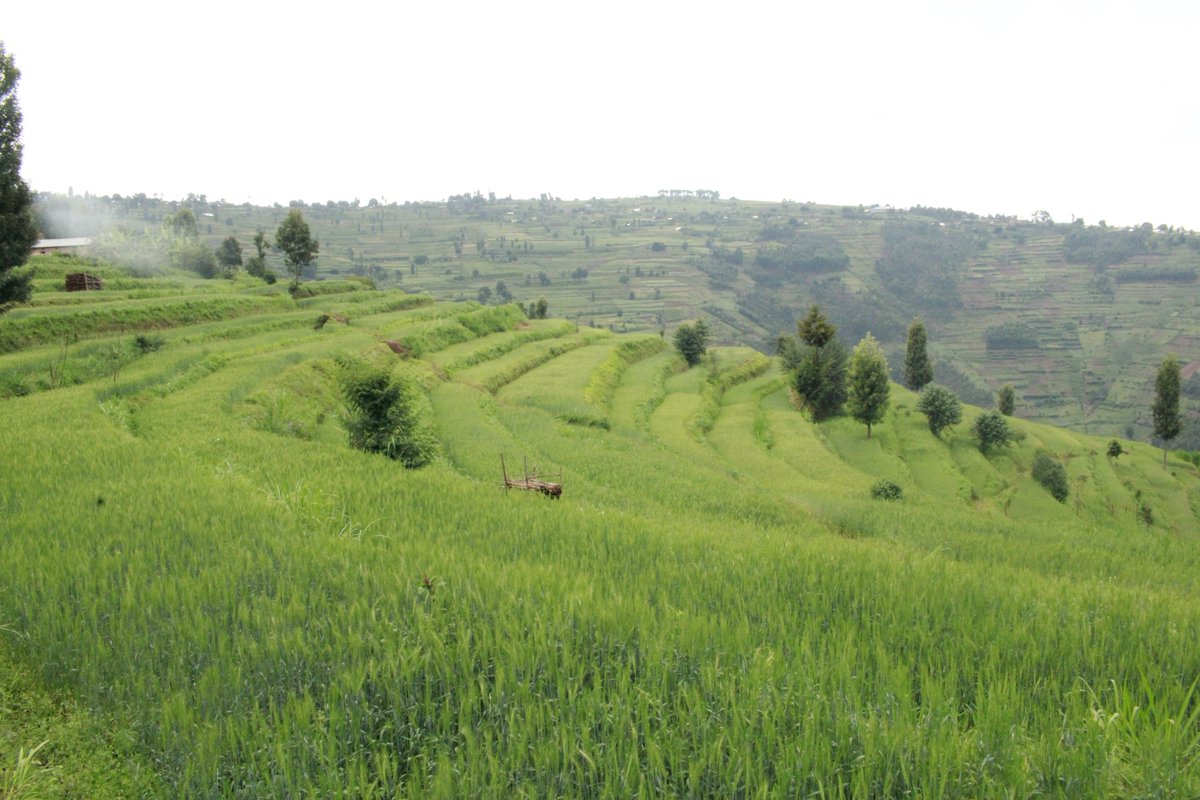 EricGeorgehare's tweet photo. @InganjiGreen @GicumbiDistrict @RwandaAgri @RwandaAgriBoard @REMA_Rwanda @ryaf_agribiz @HeiferRwanda Good news for young people. Can you provide us with your contact information and address? Of course, you have to work to develop and become wealthy. Combating climate change is essential for the entire population. @RwandaAgri @EnvironmentRw @REMA_Rwanda @femagaz @UNEP_Francais https://t.co/wQndXYVJqA