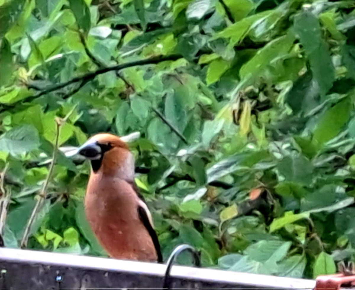Ein neuer Besucher auf dem Balkon,  der Kernbeißer. 
Das müsste inzwischen Vogelart Nummer 24 sein.