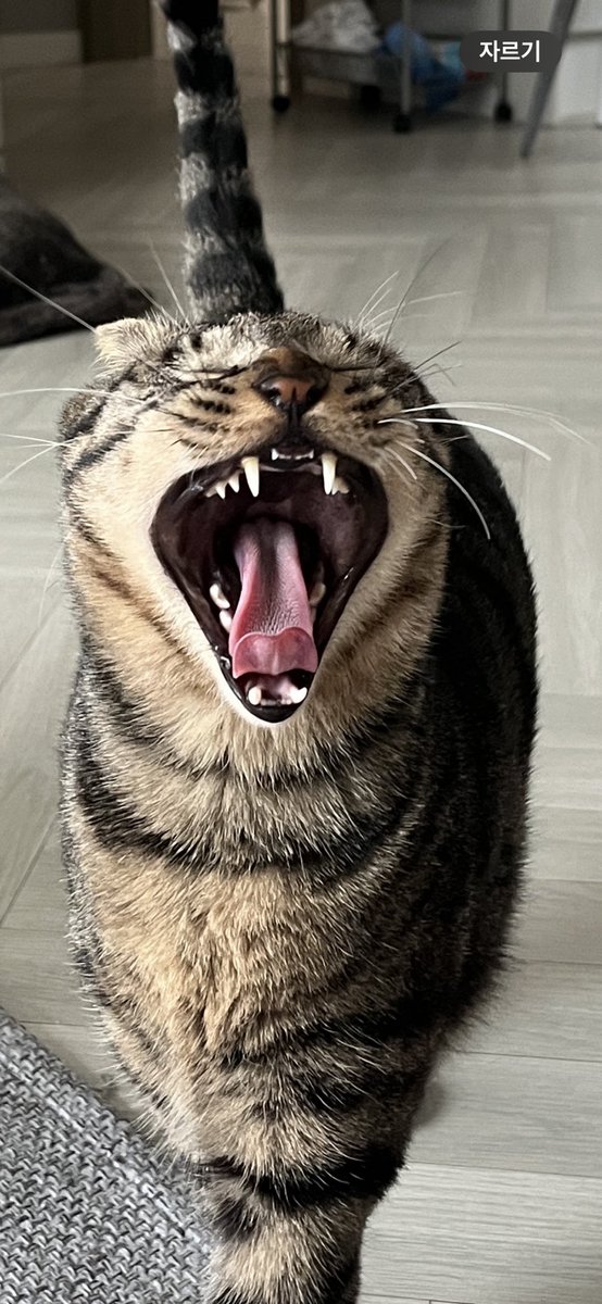 아유 못비비겐네..