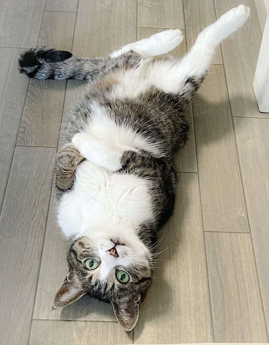 今月15歳になりました🐱
#猫