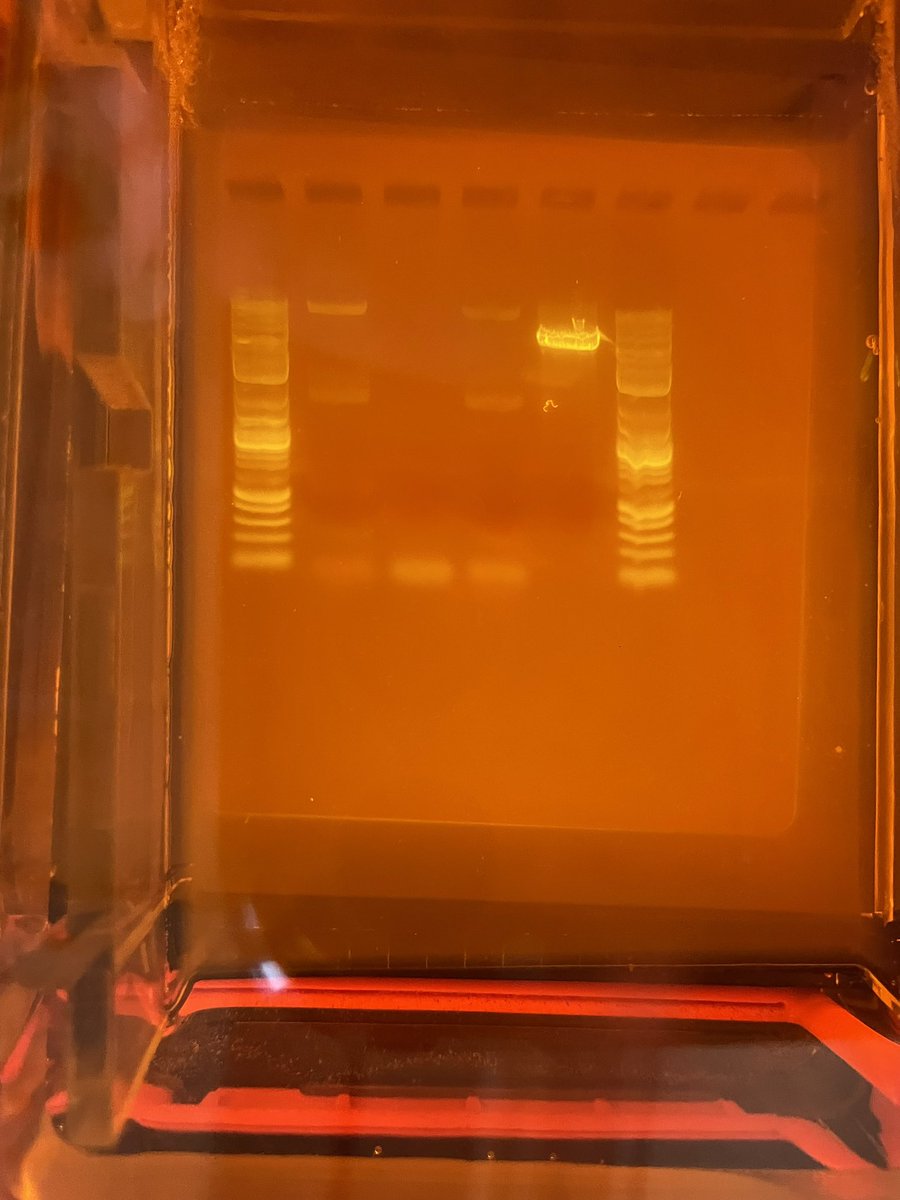 Zoe (is building utopia 🚀) || bio/acc 🧬 tweet media