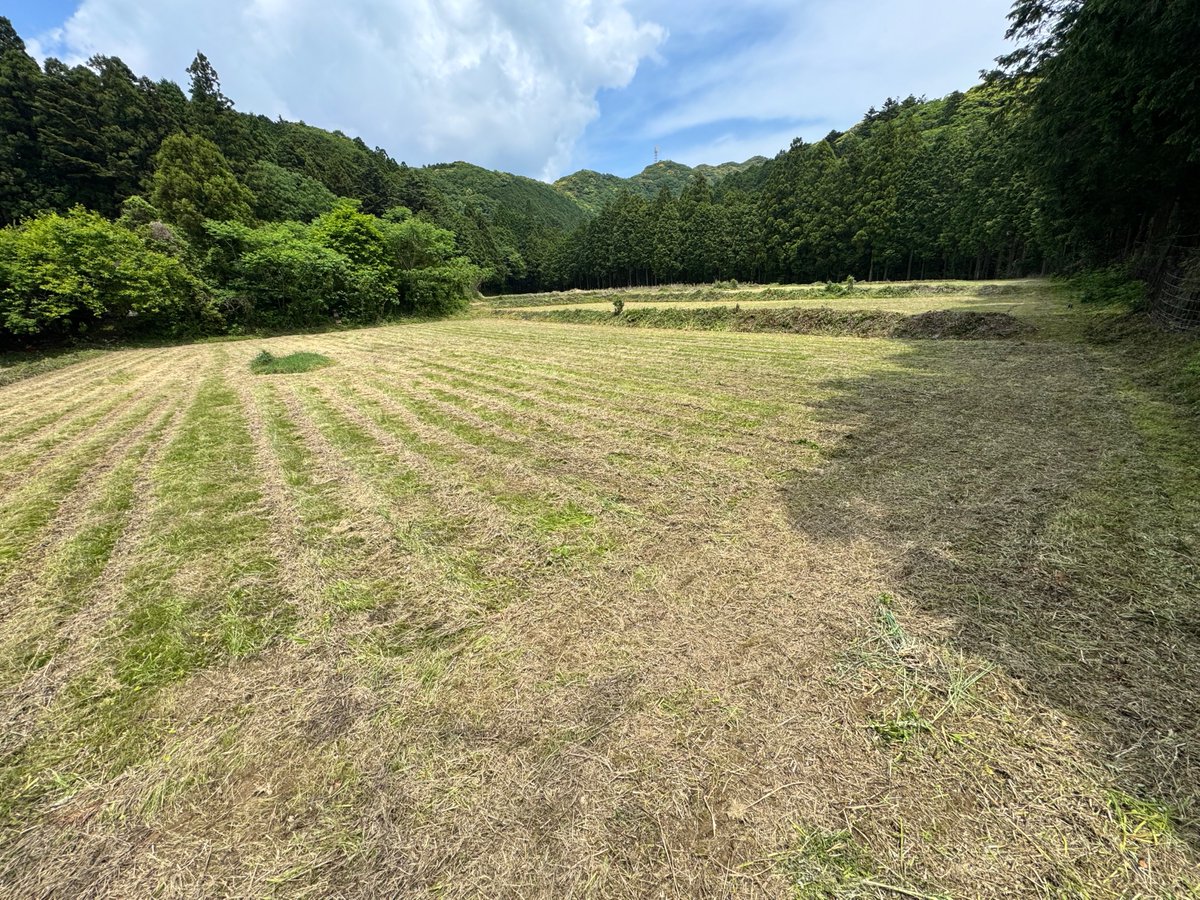 torayamaneko's tweet image. 夏のそば捲きの準備がそろそろ始まるので、動物たちの園に自動カメラの撤収に行ったらすでに草刈りが終了していました。
先週末に作業を行ってくれたようです。
お礼にか、入り口にヤマネコの立派な痕跡が(^ω^;
作業部隊は今日は青海に入っているようです!
#ツシマヤマネコ