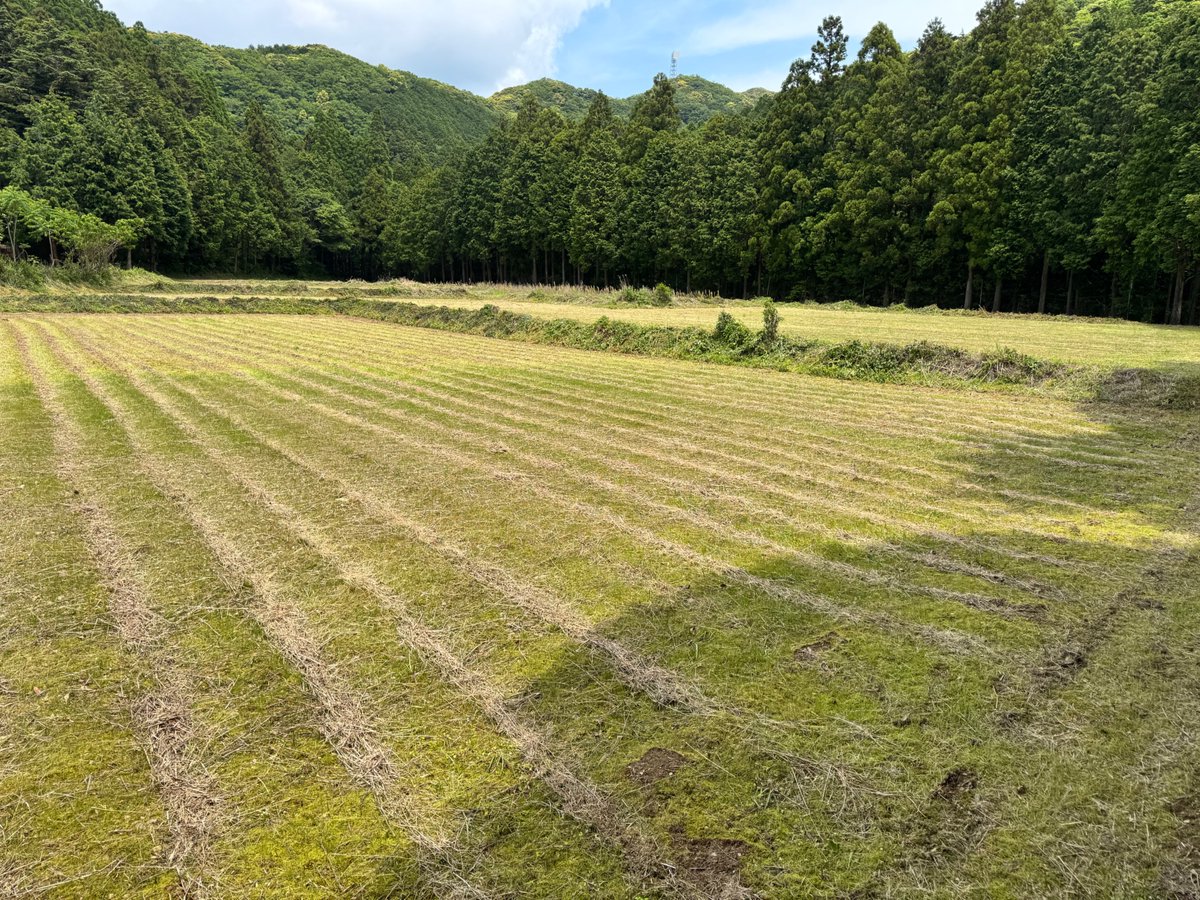 torayamaneko's tweet image. 夏のそば捲きの準備がそろそろ始まるので、動物たちの園に自動カメラの撤収に行ったらすでに草刈りが終了していました。
先週末に作業を行ってくれたようです。
お礼にか、入り口にヤマネコの立派な痕跡が(^ω^;
作業部隊は今日は青海に入っているようです!
#ツシマヤマネコ