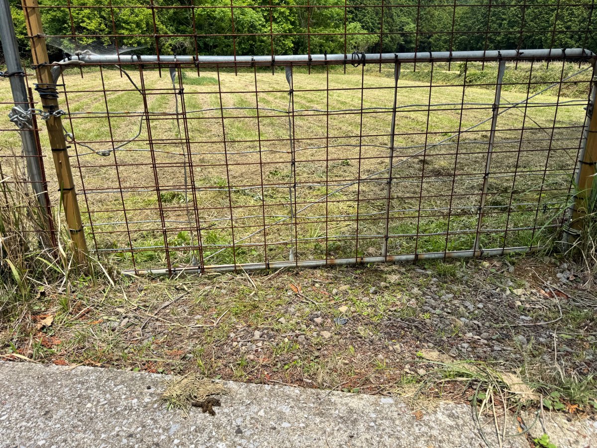 torayamaneko's tweet image. 夏のそば捲きの準備がそろそろ始まるので、動物たちの園に自動カメラの撤収に行ったらすでに草刈りが終了していました。
先週末に作業を行ってくれたようです。
お礼にか、入り口にヤマネコの立派な痕跡が(^ω^;
作業部隊は今日は青海に入っているようです!
#ツシマヤマネコ
