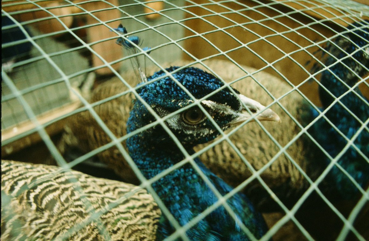 “Once caged, now free—my 🌈 feathers fly, a living symphony! No bars can hold this sky-born art. #PeacockLiberated #TrueColorsUnleashed 🦚✨"**