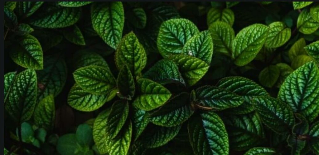 LinuxNews_de's tweet image. Linux Mint soft-forkt libadwaita linuxnews.de/linux-mint-sof… #libadwaita #Mint #Gnome #GTK #Linux