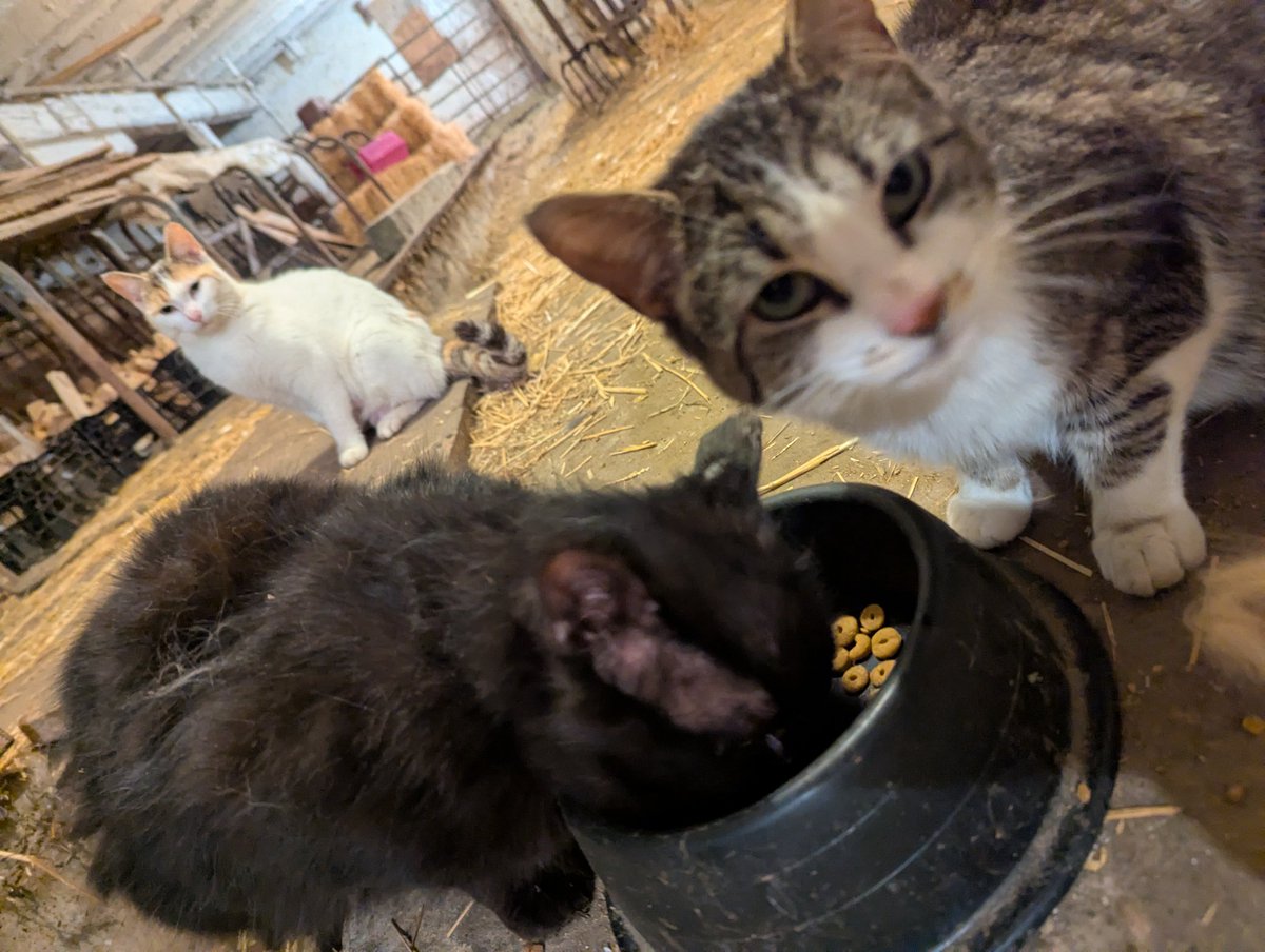 Barclay C Nap tweet media