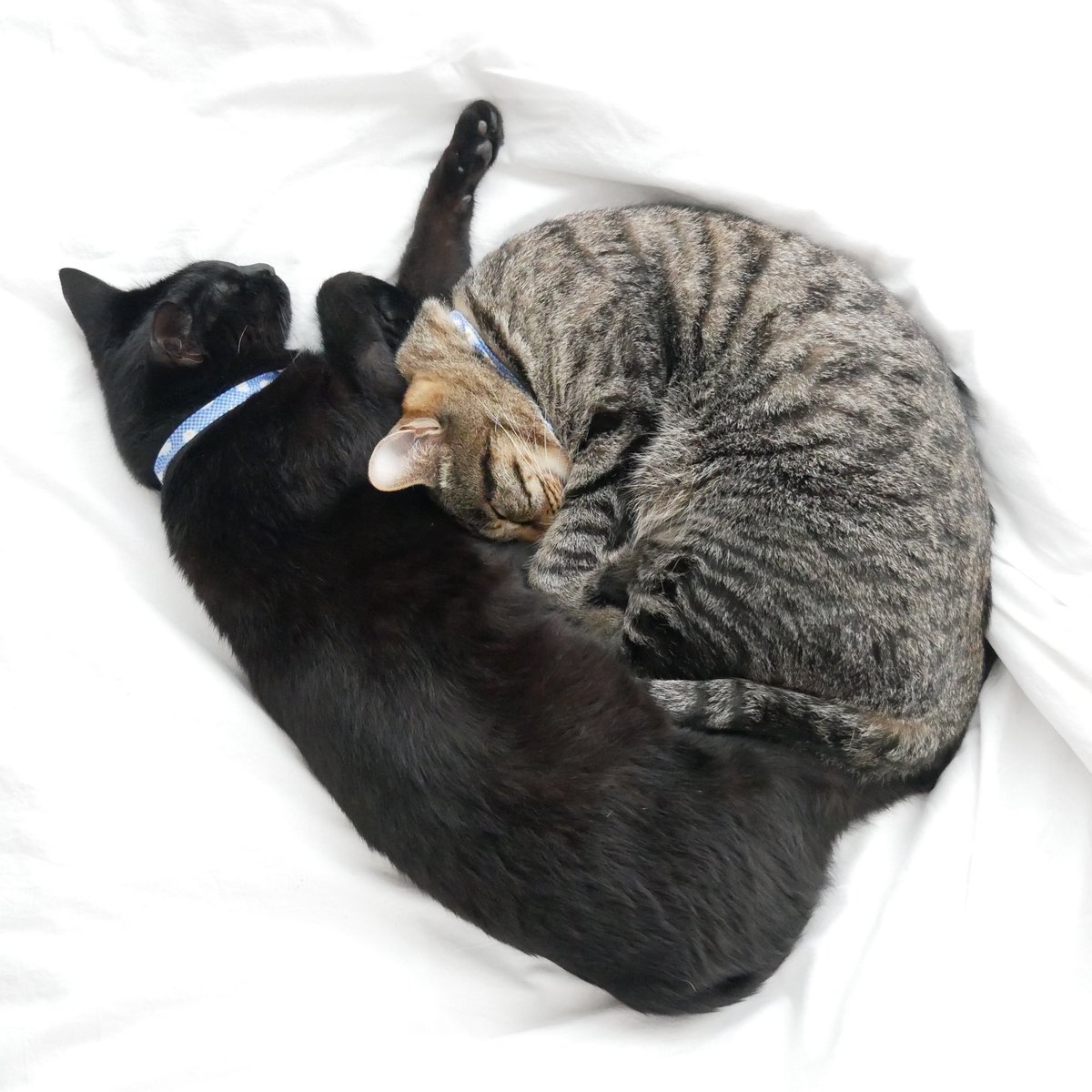 OreoToRitz's tweet photo. 爆睡中💤

#オレオとリッツ🐾
#猫好きさんと繋がりたい 
#猫のいる暮らし
#猫のいる幸せ https://t.co/SLYBCMXsWy