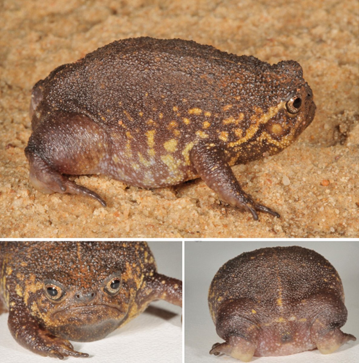 Herps in the News (@herpsinthenews) on Twitter photo #NewSpeciesAlert - π΅πππ£πππππ  πππ‘πππβππβππππππ’π, a new species of rain frog is described from the KwaZulu-Natal Midlands, South Africa. #Anura #Brevicipitidae #Herpetology
π tandfonline.com/doi/full/10.10β¦ #NewSpeciesAlert - π΅πππ£πππππ  πππ‘πππβππβππππππ’π, a new species of rain frog is described from the KwaZulu-Natal Midlands, South Africa. #Anura #Brevicipitidae #Herpetology
π tandfonline.com/doi/full/10.10β¦