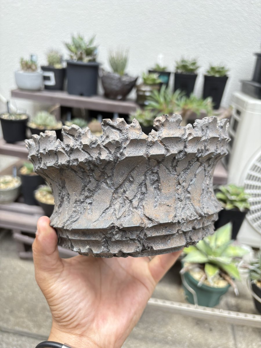 yo_suke1002's tweet photo. 植物仲間の先輩から高級鉢をいただきました‼️
「カッコ良すぎる😆」
植え替えシーズン真っ只中だから何を植えようか、興奮しながら悩んでる🤩
#ytyf #agave #titanota
#多肉植物 #ボタニカル #アガベ
#塊根植物 #グラキリス #green https://t.co/cbM6P7n0mP