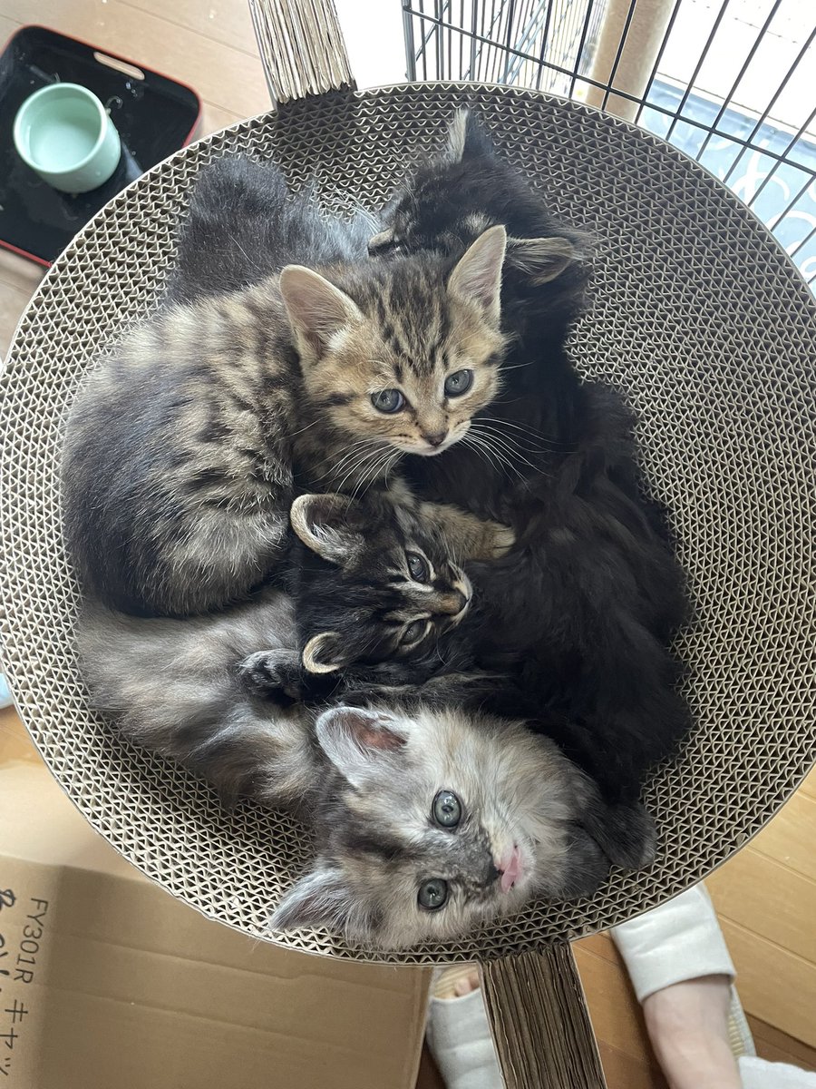 chaayuko1's tweet photo. 子猫4匹の中の黒系2匹を妹の友達のご夫婦が迎えに来てくださいました。
奥様は子供の頃から旦那様は結婚してから猫と暮らしていて、2年前に18歳の愛猫が亡くなったそうです。
ウチで約2時間母猫&amp;4匹と遊ぶ姿を見て安心しました。「ぜーたい幸せにします」と言ってくださり…泣いてしまった

#辻本祐樹 https://t.co/or5AfTQ4xa