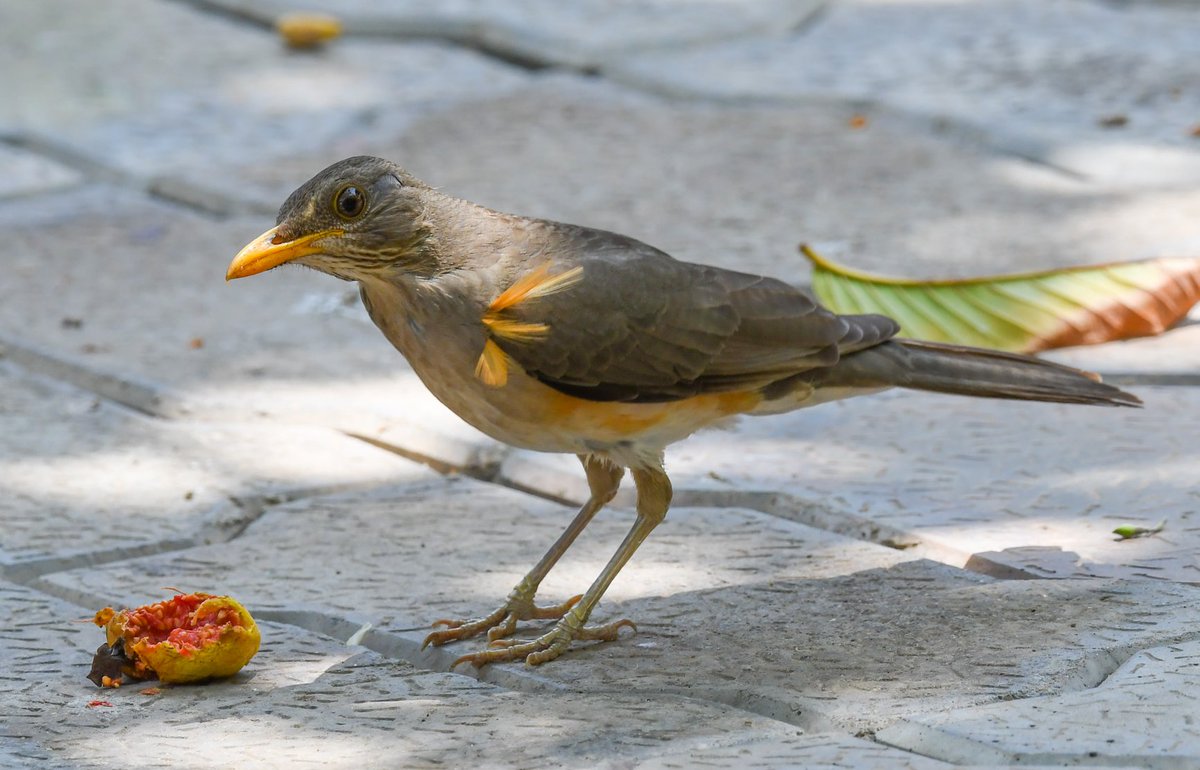 Always nice seeing something new in my Juba garden. An African Thrush, I guess? 
My 🇸🇸 Bird of the Week. #BirdsSeenIn2025 #birds