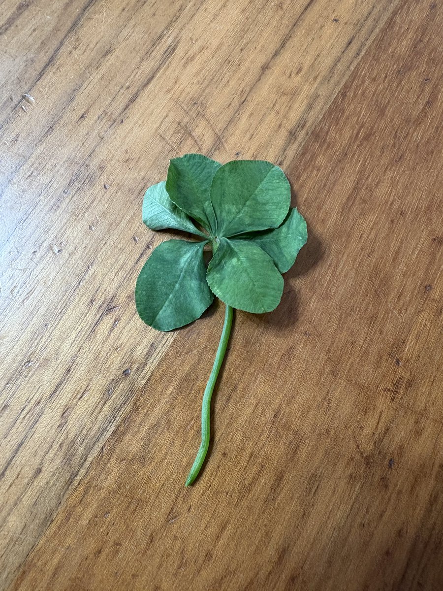 soiruikukyu15's tweet image. 娘が発見した6つ葉のクローバー
これってどのくらいの確率で見つかるものなの？