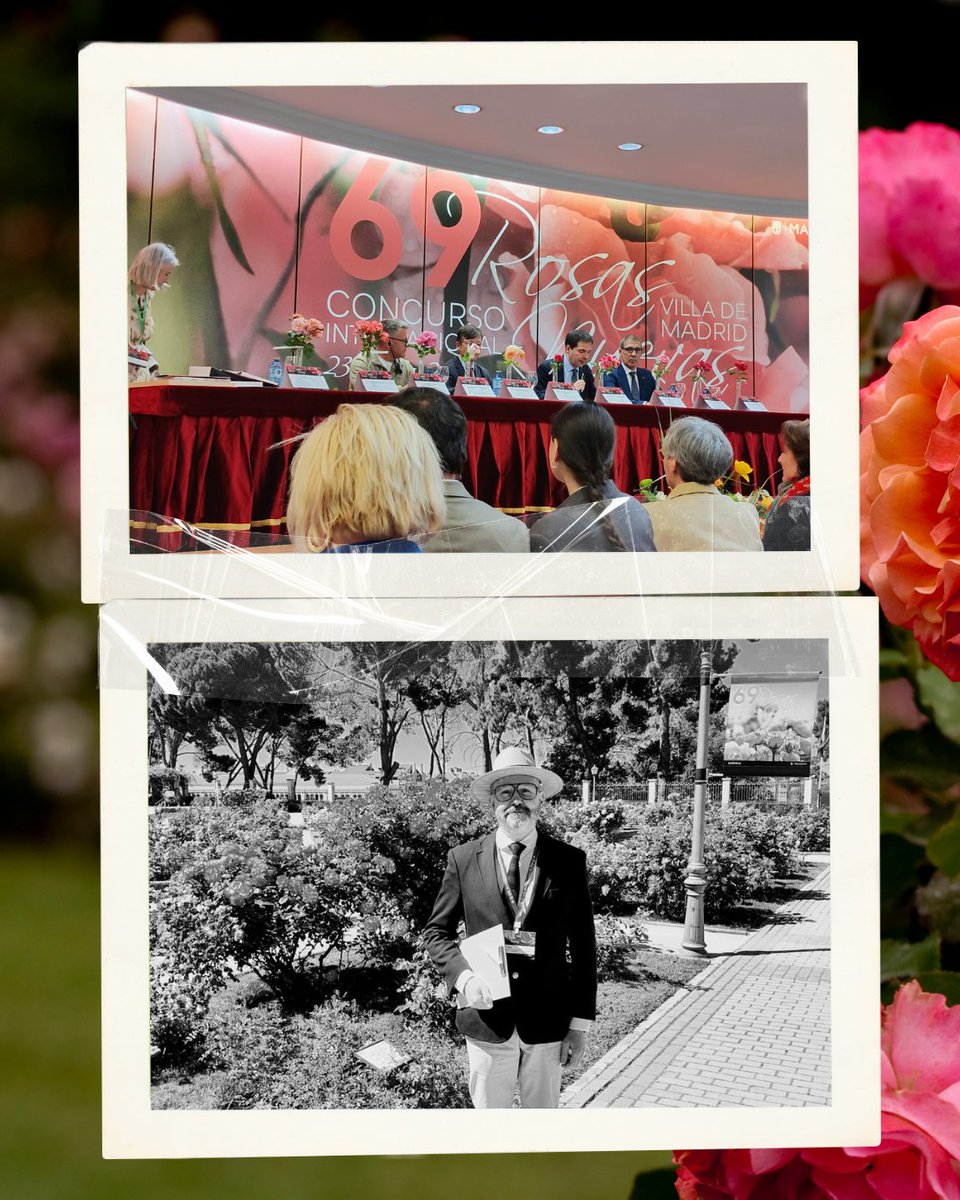🌹 La <a href="/AEPJP/">Asociación Española de Parques y Jardines Públicos</a> participó como jurado en el 69º Concurso Internacional de Rosas Nuevas “Villa de Madrid”, celebrado en la Rosaleda del Parque del Oeste. Nuestro presidente, <a href="/pedro_calaza/">Pedro Calaza</a>, formó parte del jurado junto a expertos de todo el mundo.
#AEPJP #RosasNuevasMadrid