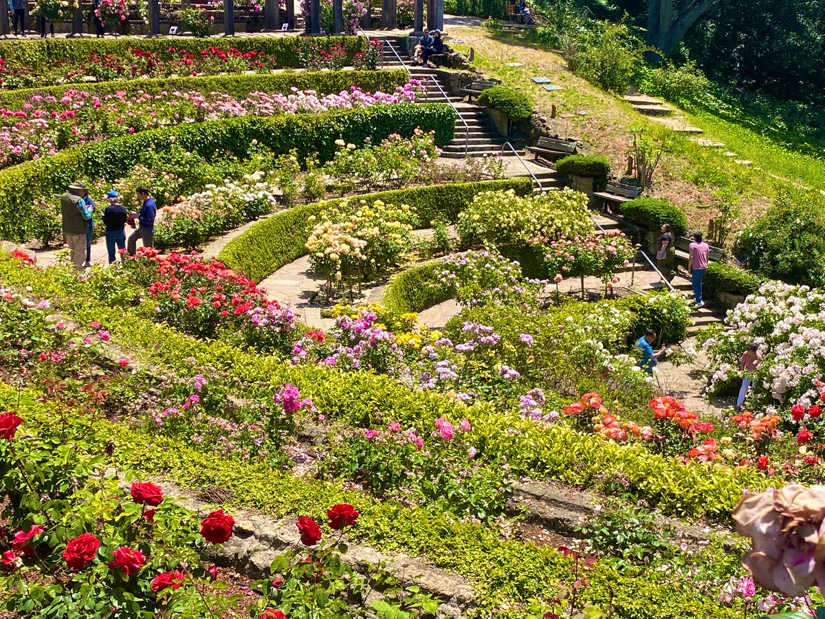 hamsanandi's tweet image. #Berkeley #TildenPark