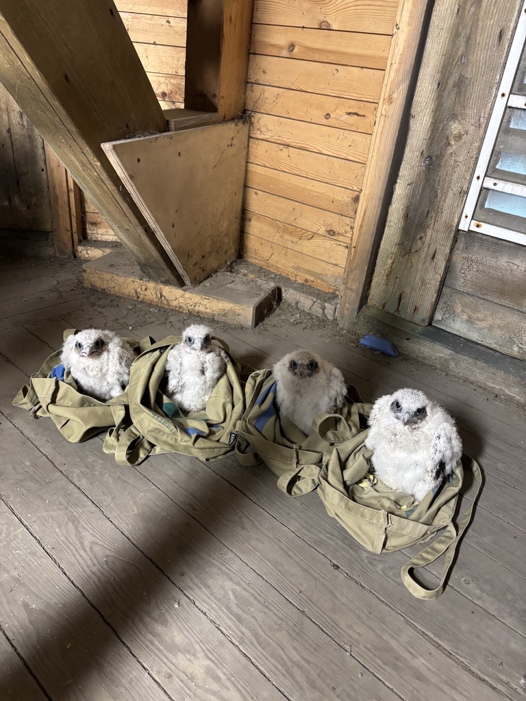 🦅 Vier jonge slechtvalken geringd in de watertoren van Scheveningen!
 Drie mannetjes en één vrouwtje, allemaal gezond 
 
 📹 Kijk live mee via dunea.nl/slechtvalk: hun eerste vlucht komt eraan!

#slechtvalken #nestcam #dunea