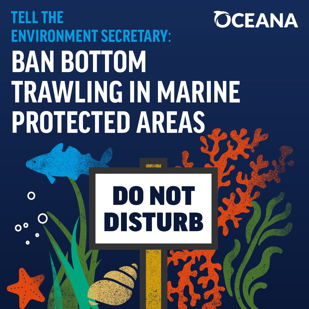 Time to ban bottom trawling in marine protected areas. Pass it on.

📩 Take action with us here: act.for-the-ocean.org/act/protect-uk…