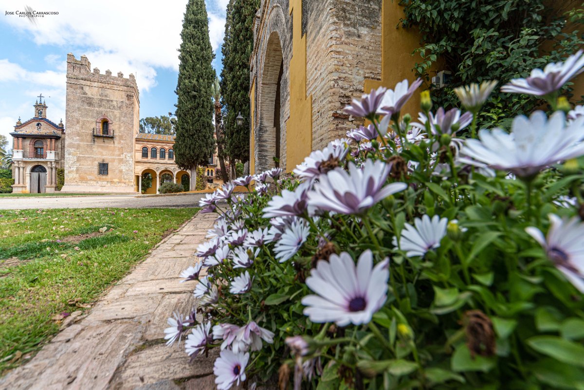 EventosMonclova's tweet photo. 🏰 Castillo de la Monclova, Fuentes de Andalucía, Sevilla
🌸La primavera no se esconde en nuestro castillo.

🌟En plena campiña sevillana se alza el Castillo de la Monclova, declarado B.I.C.

📷 @sevillanism @kurkonirvanism

#CastilloDeLaMonclova #sevilla #castlesofspain #seville https://t.co/EeWQWPuEdH