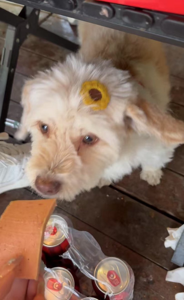 哪来的小花狗呀？可爱鬼