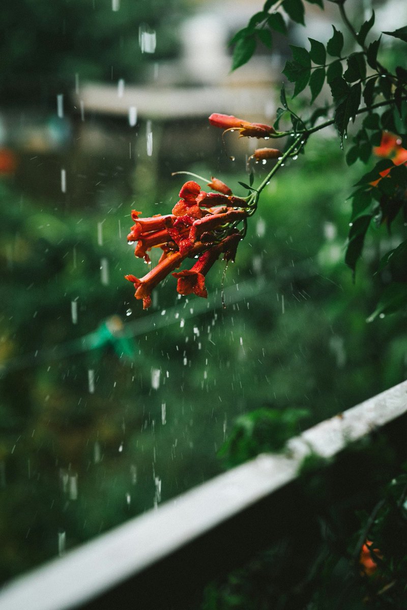 mirai_eats's tweet photo. Peony in Bloom 

☔ch 5/8, 7.5k, rated M
☔lesbingqiu but the baby is here so maybe it should be dubbed as mamazun
☔many special events
🔗link in comments below

 #人渣反派自救系统 #svsss #bingqiu https://t.co/nKgUKqRmid