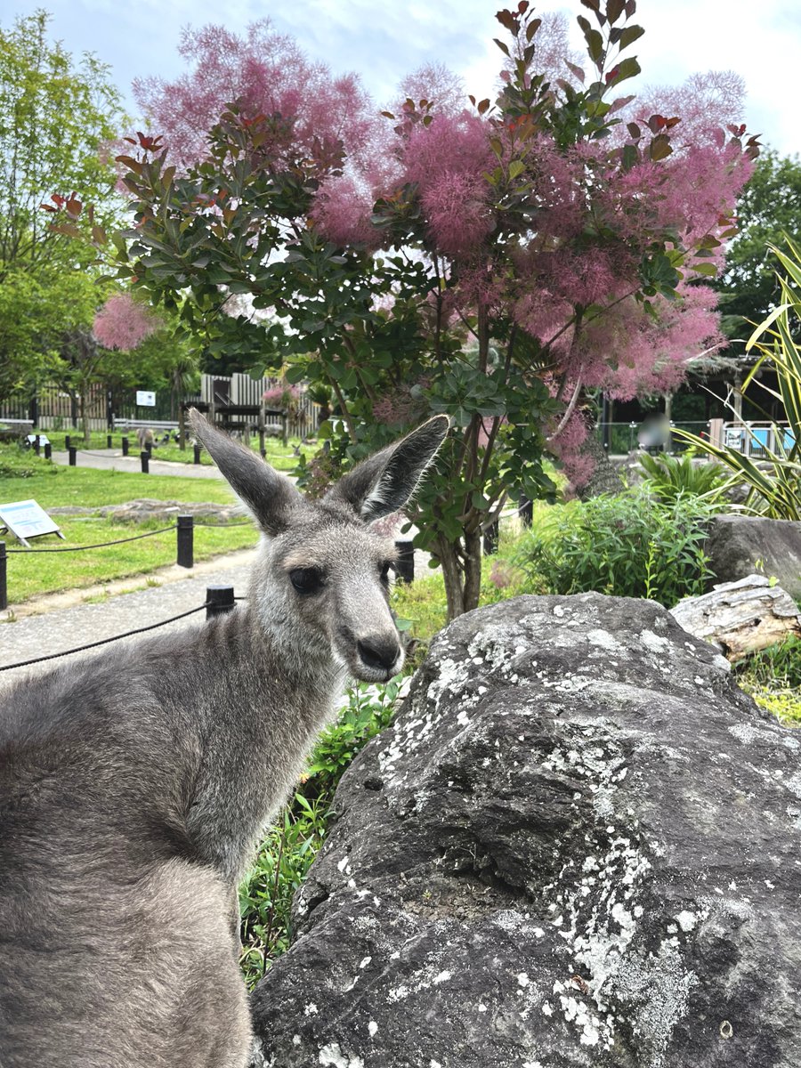 kanazawazoo317's tweet photo. オオカンガルー展示場内のスモークツリーが一部満開になりました(^▽^)/
#オオカンガルー #スモークツリー
#Easterngraykangaroo #smoketree
#金沢動物園
#横浜市立金沢動物園
#動物園 #写真
#花 #動物 https://t.co/nkPI4jx8hu