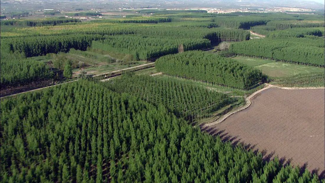 woodforfuture's tweet image. 🌳 La Agrupación Marjal celebra la retirada de la megaplanta solar que habría destruido más de 30 ha de choperas en la Vega de Granada.
🚫 Una amenaza evitada para el paisaje, la economía local y el futuro del #chopo.
🔗 life-woodforfuture.eu/los-productore…
#LIFEProgramme #LIFEproject