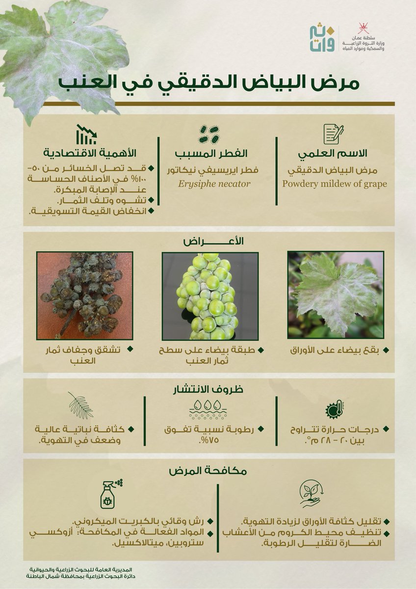 البحوث الزراعيةوالحيوانية - سلطنة عُمان (@agrresearchoman) on Twitter photo البياض الدقيقي من أكثر الأمراض الفطرية شيوعًا في العنب، يسبب بقعًا بيضاء تشبه الدقيق على الأوراق والعناقيد، ويؤثر على جودة الإنتاج.
<a href="/MAFWR_OM/">وزارة الثروة الزراعية والسمكية وموارد المياه</a>
#نتائج_البحوث_الزراعية_والحيوانية
#آفات_نباتية البياض الدقيقي من أكثر الأمراض الفطرية شيوعًا في العنب، يسبب بقعًا بيضاء تشبه الدقيق على الأوراق والعناقيد، ويؤثر على جودة الإنتاج.
<a href="/MAFWR_OM/">وزارة الثروة الزراعية والسمكية وموارد المياه</a>
#نتائج_البحوث_الزراعية_والحيوانية
#آفات_نباتية