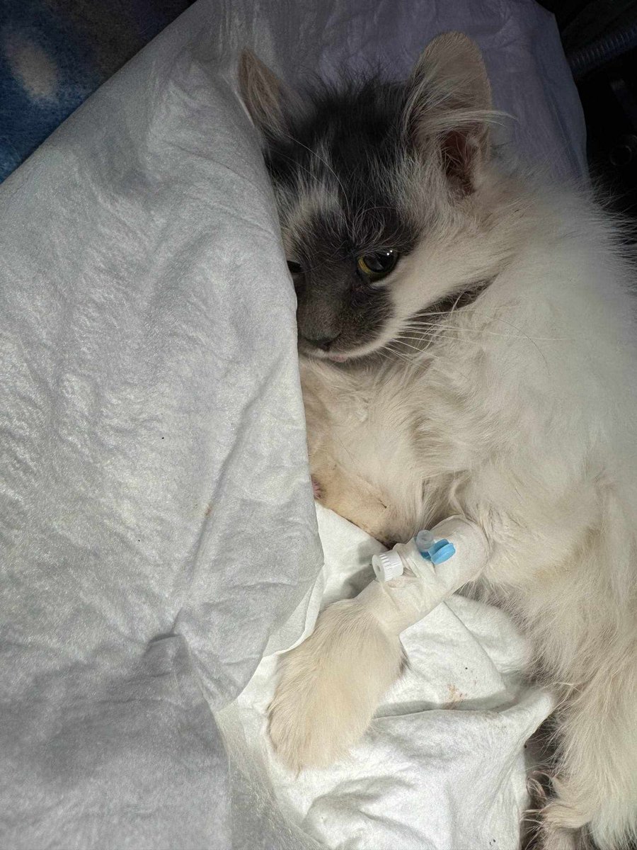 Nie możemy cofnąć cierpienia, ale możemy jej pomóc żyć bez bólu.
Kotka po operacji potrzebuje teraz opieki i wsparcia.

Wesprzyj zbiórkę:
ratujemyzwierzaki.pl/ratune-felineus

#KotWRatunku #RatujemyZwierzęta