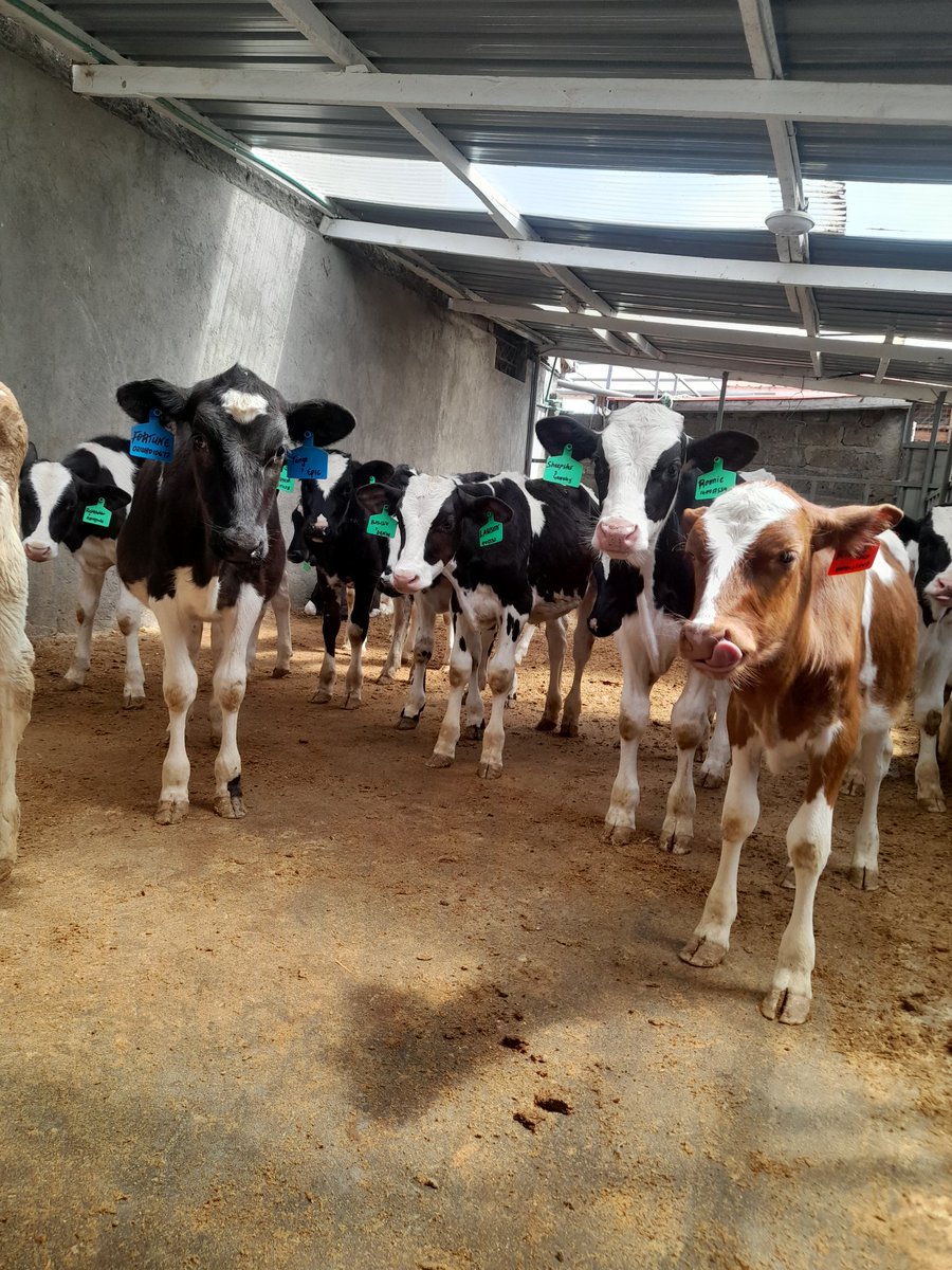 β¨π
π°π»πΈπΌ πΊπ·π°π½β¨π (@taahtana) on Twitter photo Dear Farmers
- Pure breeds taking a leadπ―
- Withstands harsh climatic conditions,
pests and diseases
- Faster growth rate
- Produce high butter fat content milk
- Reach out to +254713802746 or inbox π₯ <a href="/JimmyWanjiru5/">@jim breeds ππ°πͺ</a>
(Cx-5 kitale natembeya traore tuamini kanga Gachagua) Dear Farmers
- Pure breeds taking a leadπ―
- Withstands harsh climatic conditions,
pests and diseases
- Faster growth rate
- Produce high butter fat content milk
- Reach out to +254713802746 or inbox π₯ <a href="/JimmyWanjiru5/">@jim breeds ππ°πͺ</a>
(Cx-5 kitale natembeya traore tuamini kanga Gachagua)