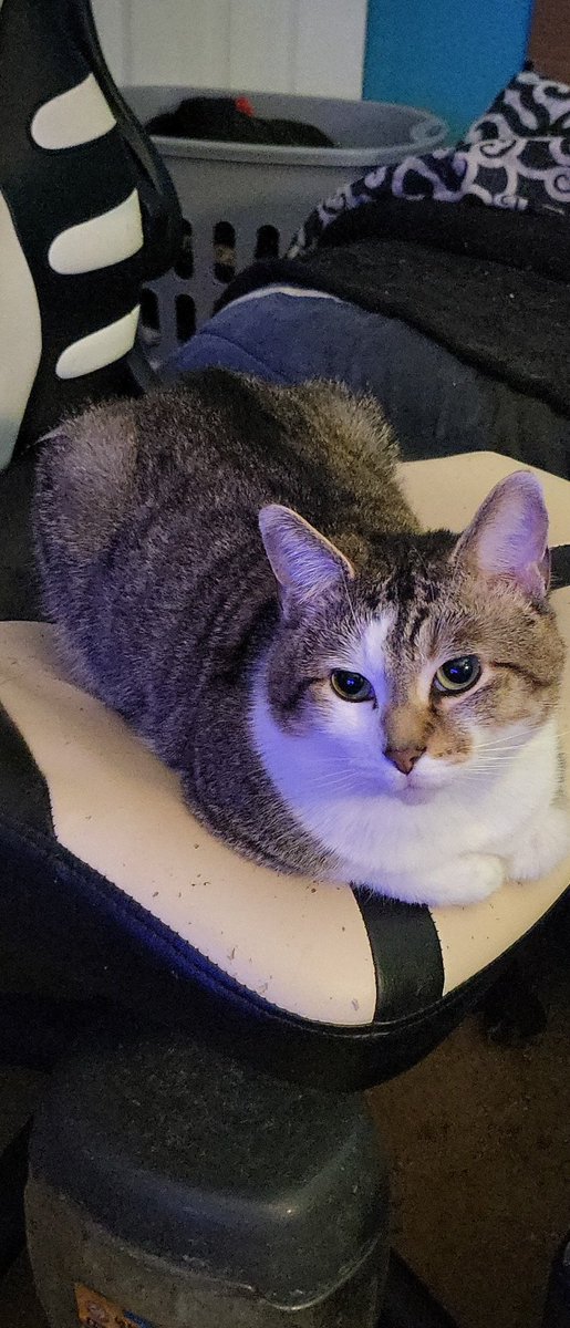 _DisgracedOne's tweet image. Kelso.⠀

I'm alive. 

Here's my lazy ass son.